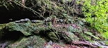 Plants: image 8 Of 208 Thumb
